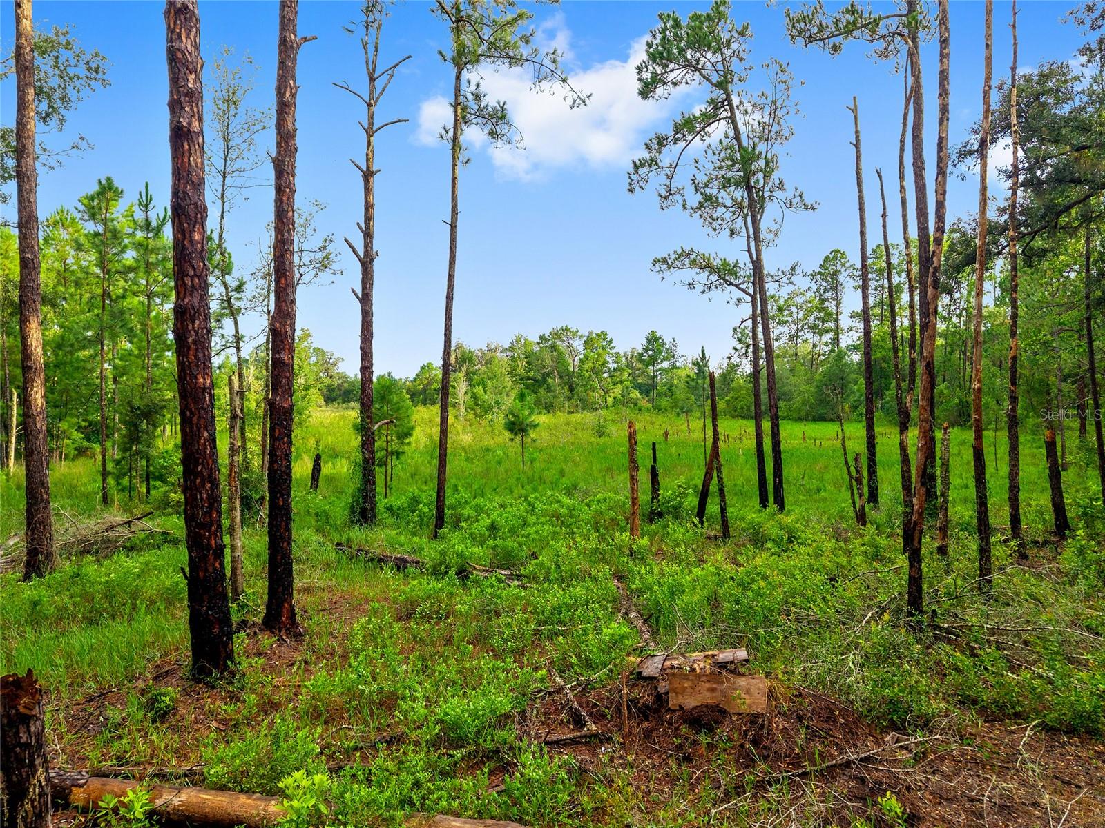Image 8 of 13 For Tbd Hwy 315  