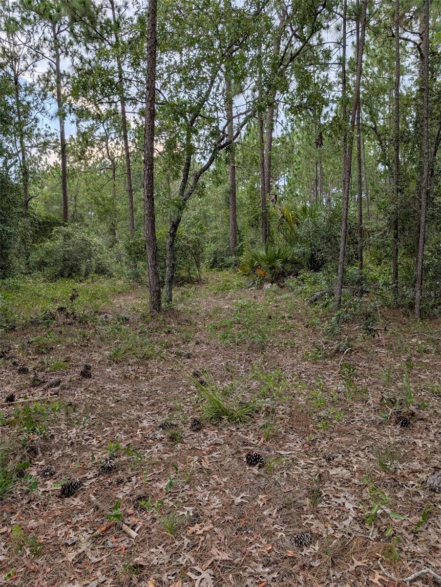 Details for 1850 Sr 44  , WILDWOOD, FL 34785