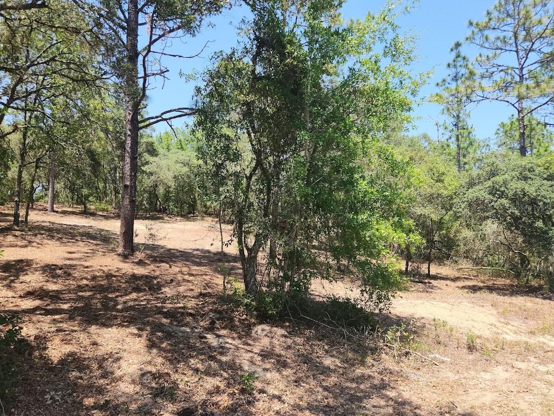 Image 10 of 19 For Lot 18 Pine Bluffs Road