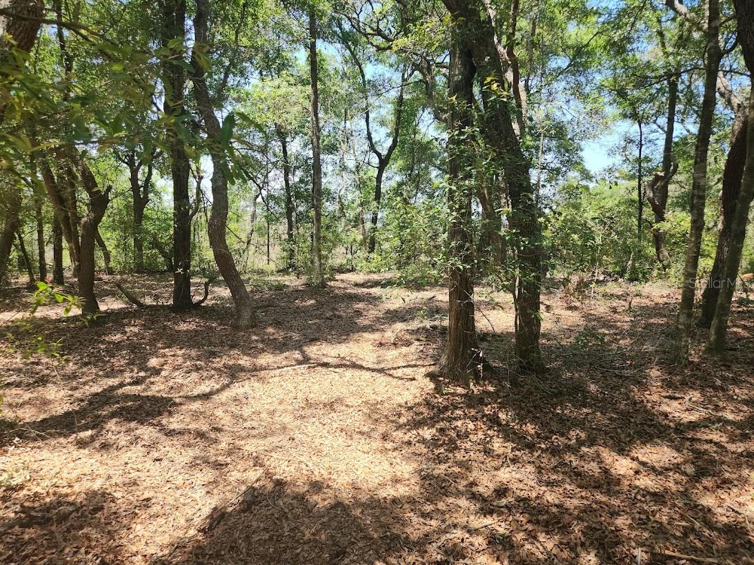Image 11 of 19 For Lot 18 Pine Bluffs Road