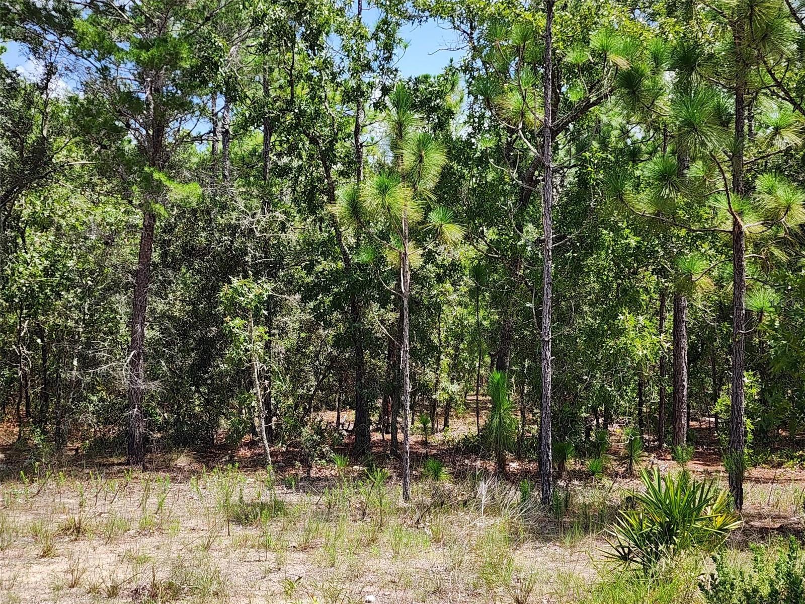 Details for 21 Whitewood Street, HOMOSASSA, FL 34446