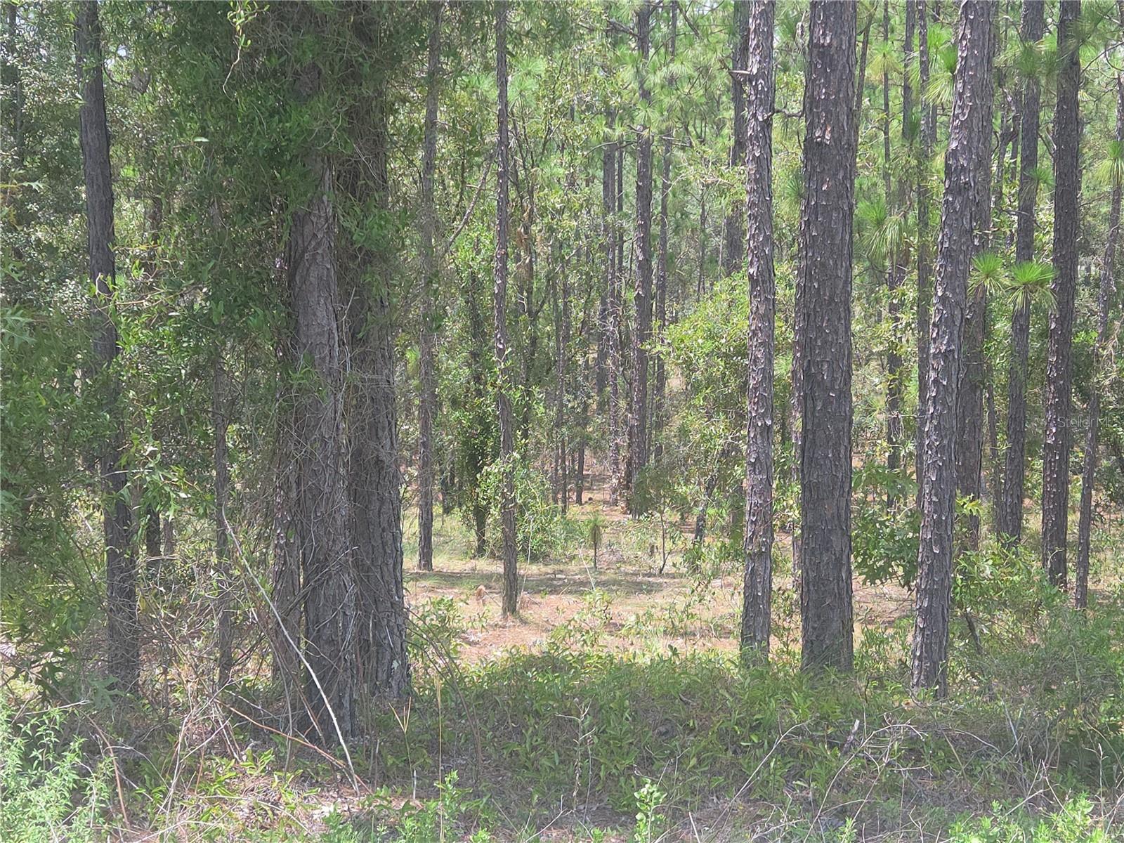 Image 2 of 24 For Lot 34 128 Avenue