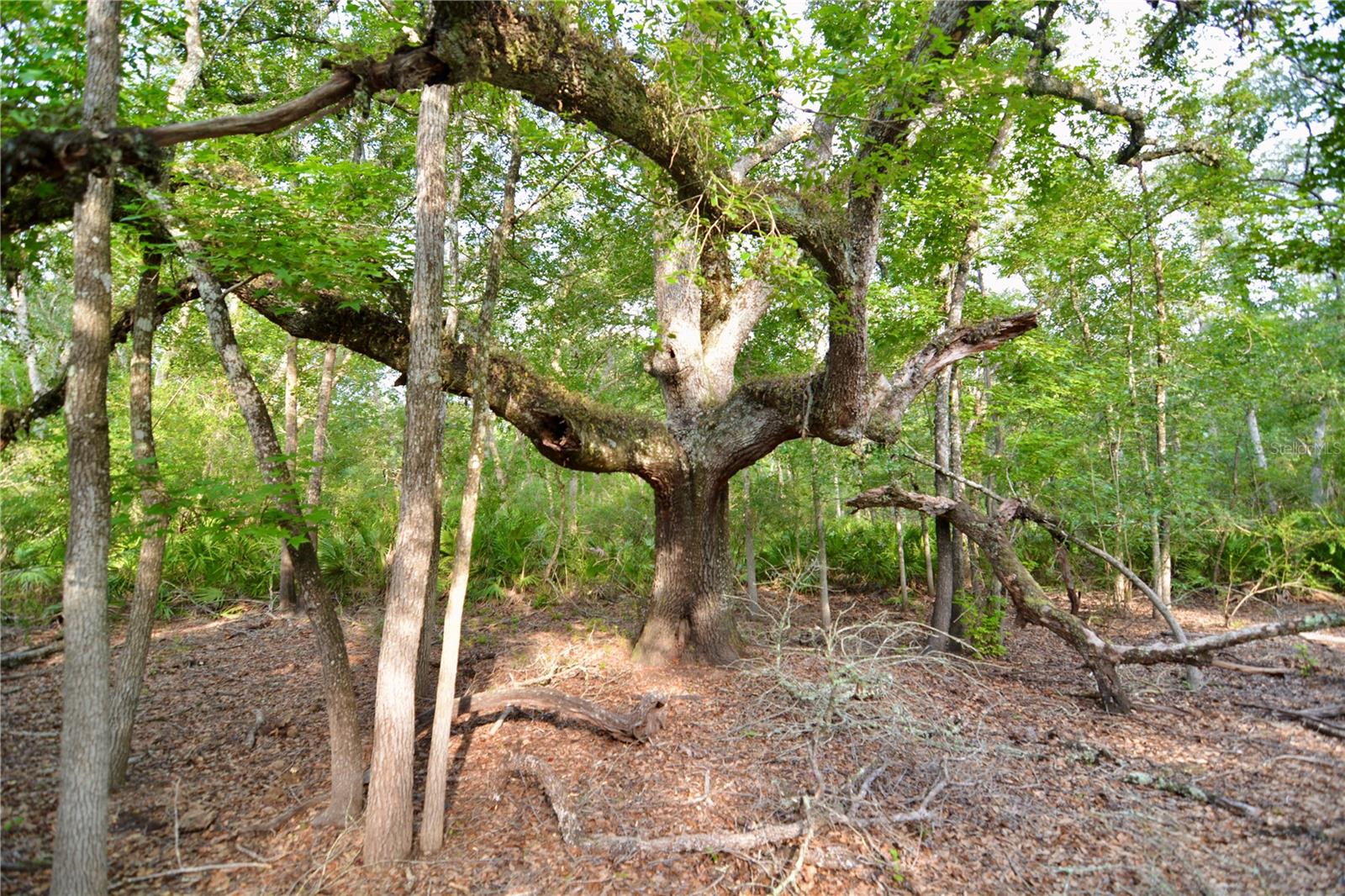 Image 27 of 66 For 2669 Suwannee Valley Road