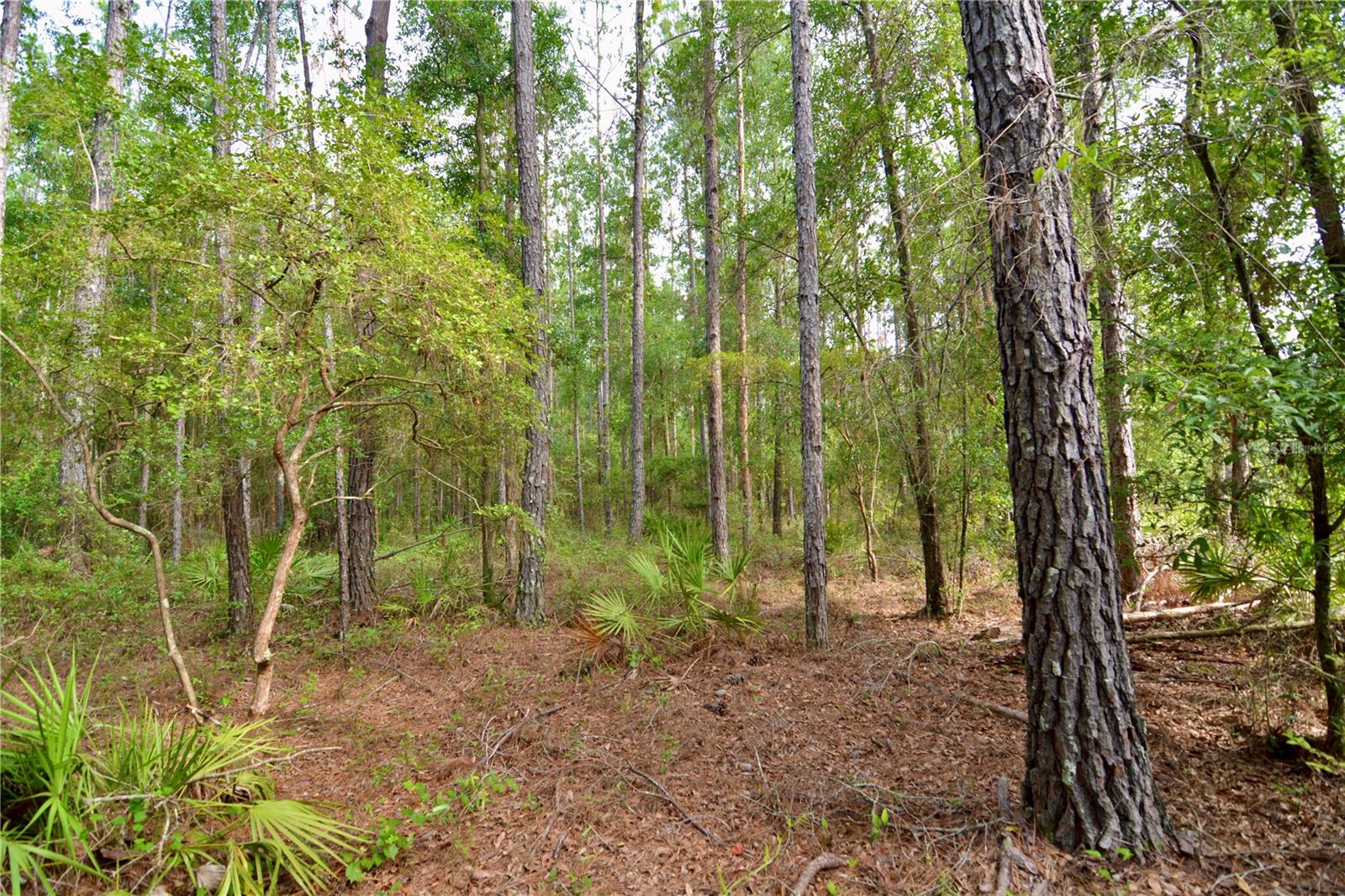 Image 31 of 66 For 2669 Suwannee Valley Road