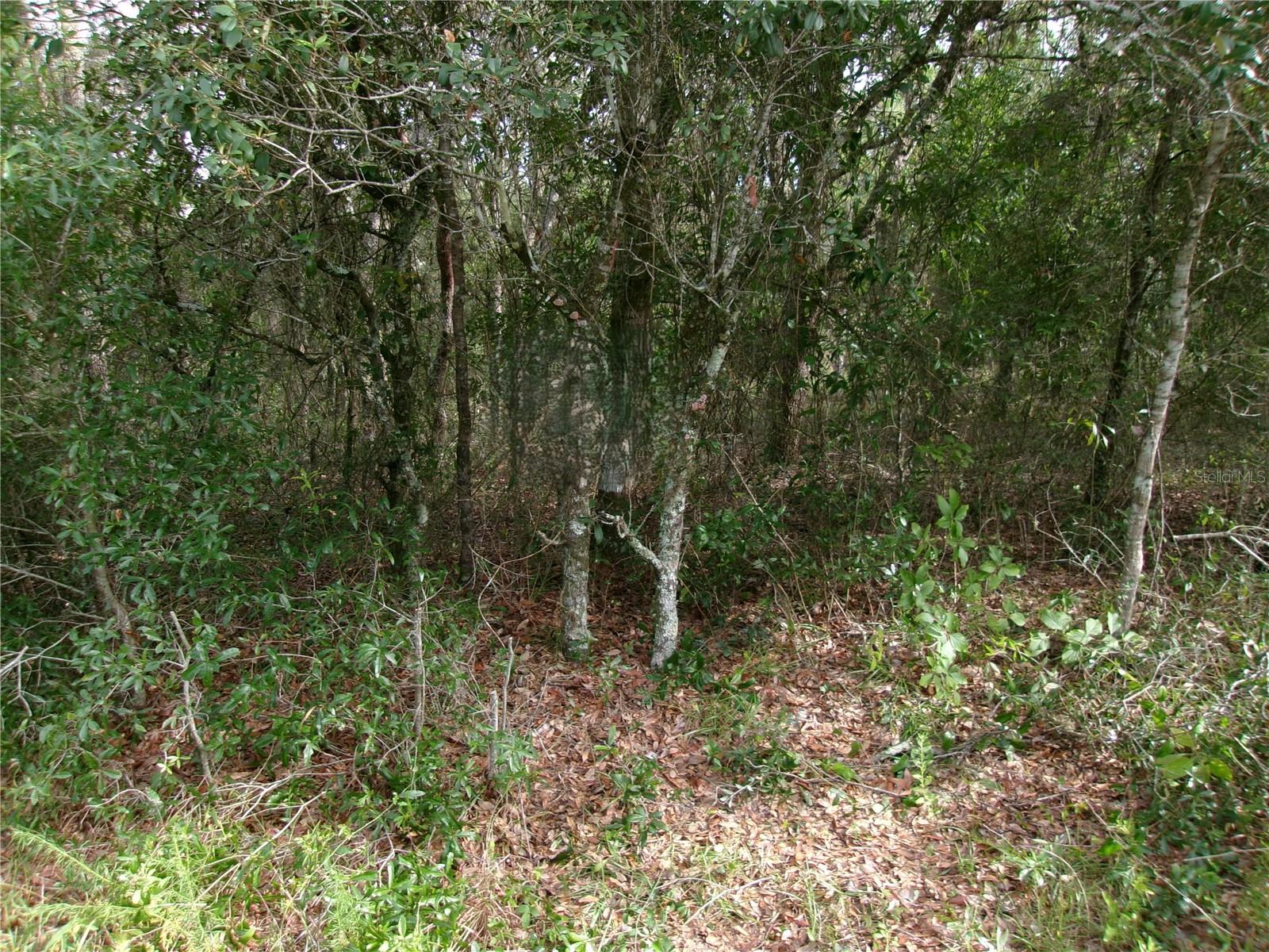Image 6 of 18 For Lot 3 Nectarine Lane