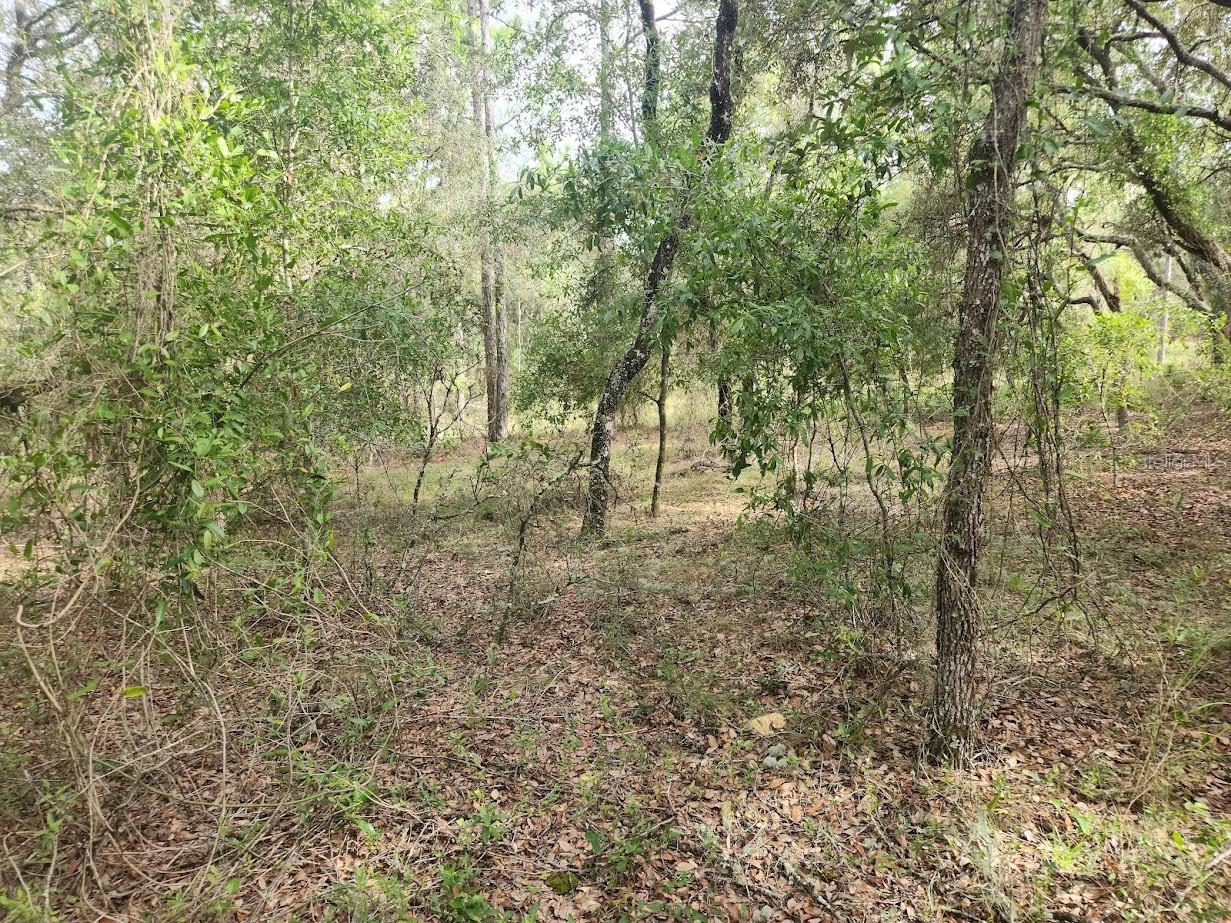 Image 7 of 18 For Lot 3 Nectarine Lane