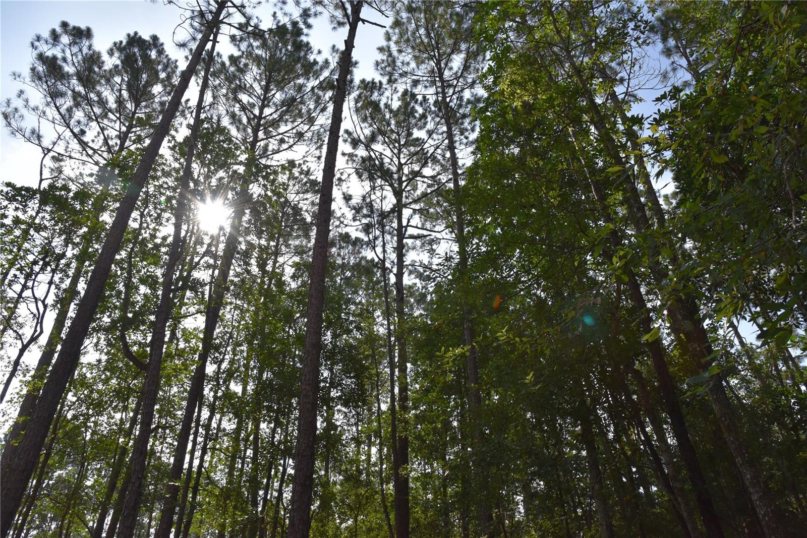 Details for 4050 Als Satch Road, MIDDLEBURG, FL 32068