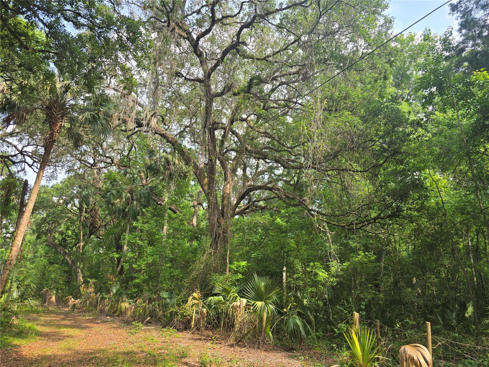 Image 14 of 46 For 2452 Junglecamp Road
