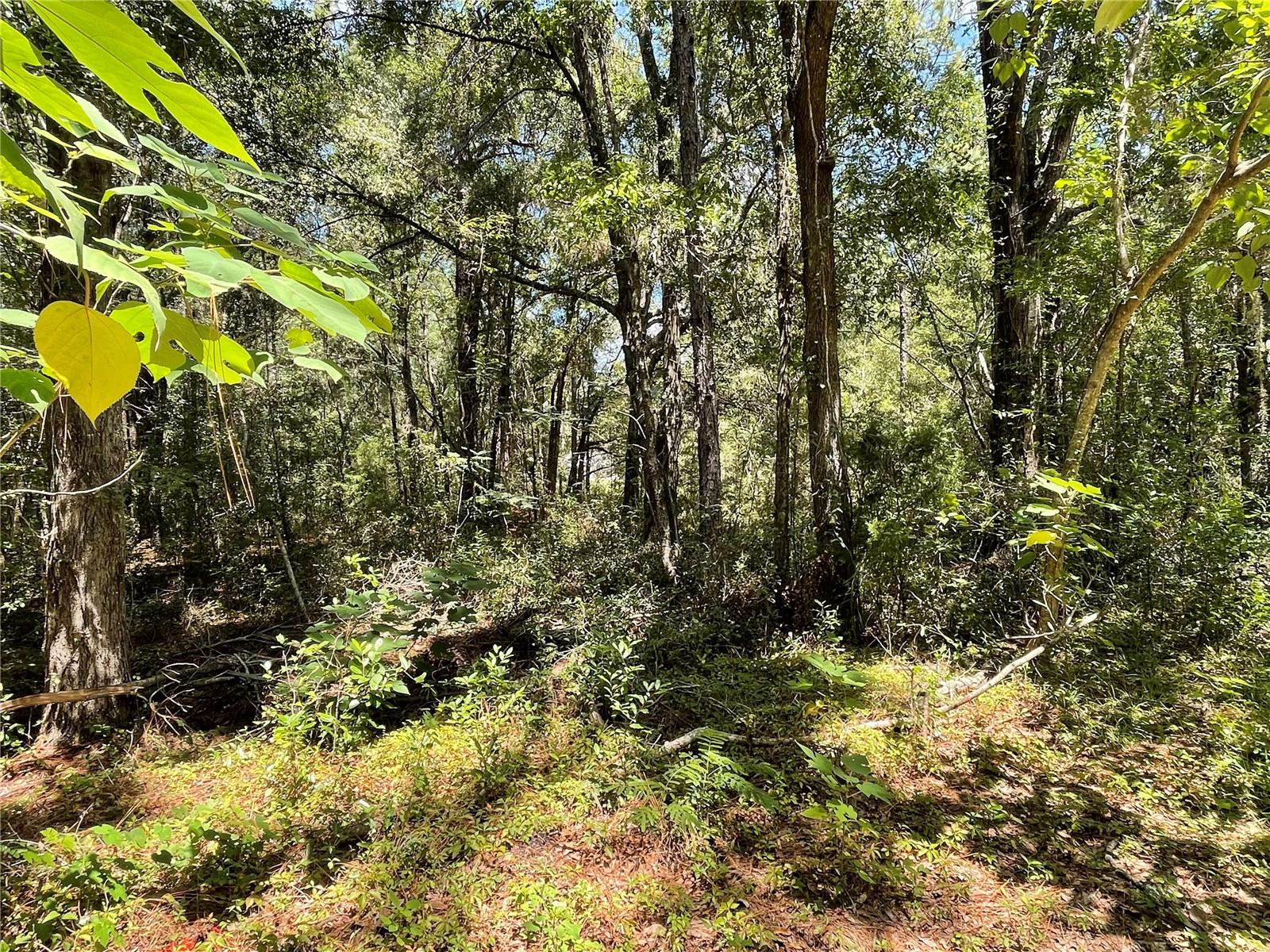 Details for Lot 30 31st Place, OCALA, FL 34481