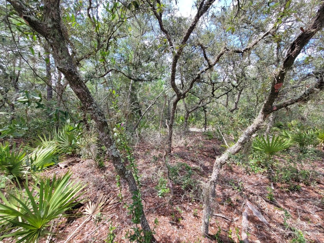 Image 11 of 13 For Corner Of Oak And Cypress Road