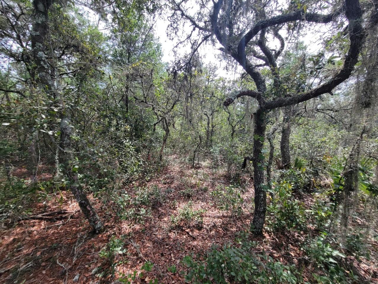 Image 8 of 13 For Corner Of Oak And Cypress Road