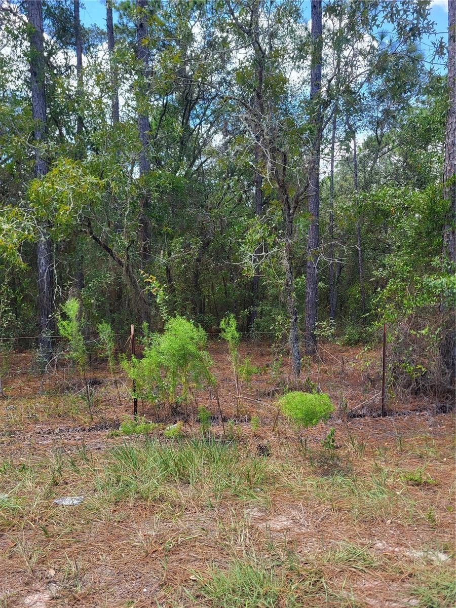 Details for 178th Terrace, DUNNELLON, FL 34432