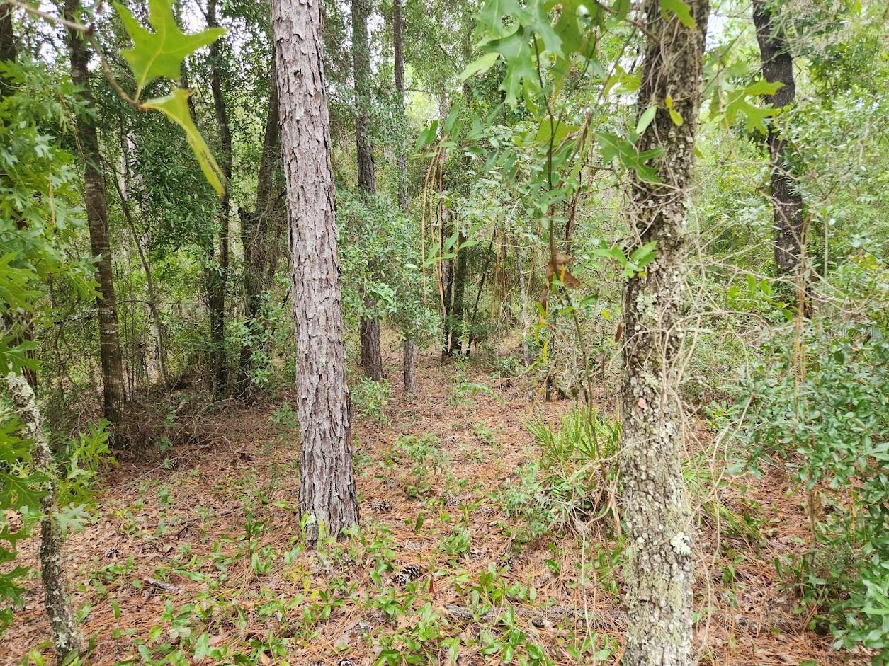 Image 4 of 6 For Lot 24 89th Circle