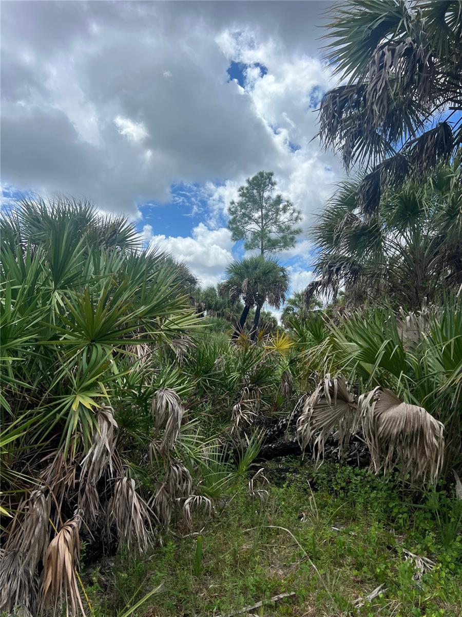 Image 12 of 46 For  N-a  