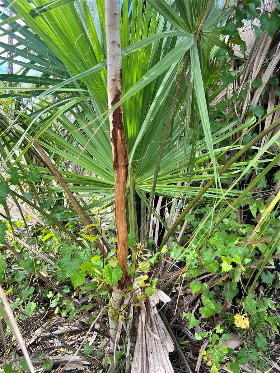 Image 18 of 46 For  N-a  