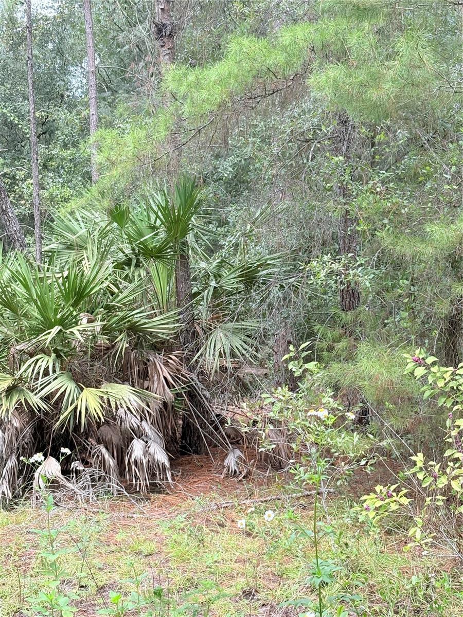 Details for Tbd 237th Place, SALT SPRINGS, FL 32134