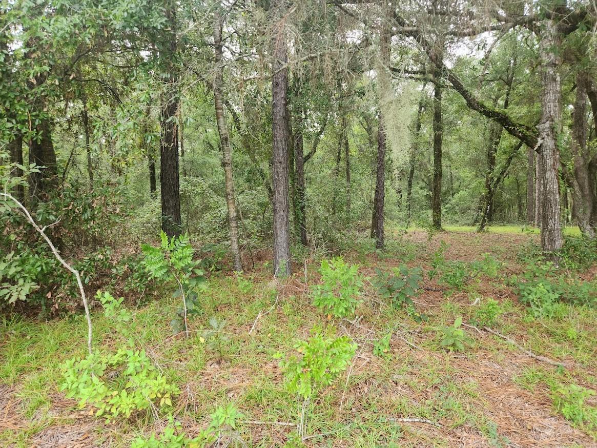 Image 2 of 24 For Lot 3 61 St Place Road