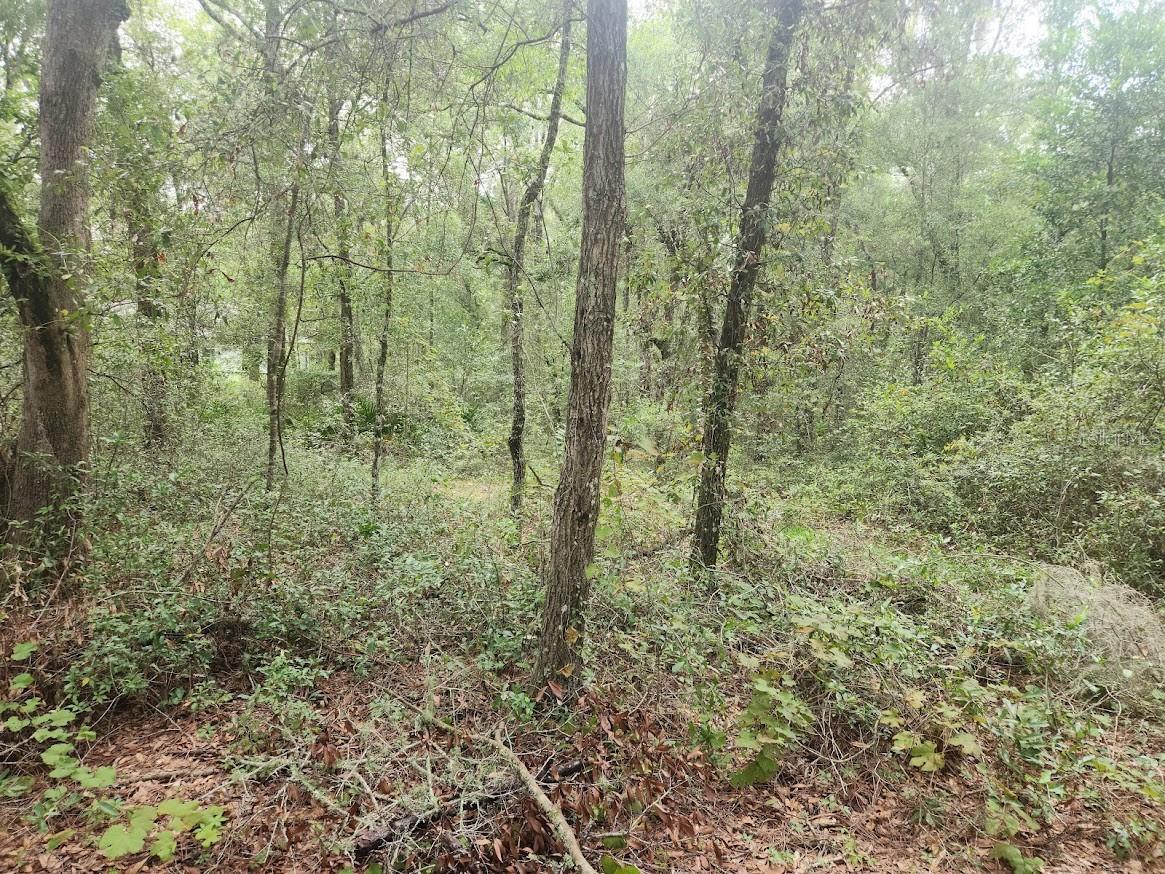 Image 5 of 24 For Lot 3 61 St Place Road