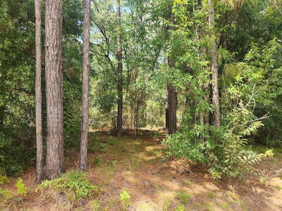 Image 9 of 24 For Lot 3 61 St Place Road