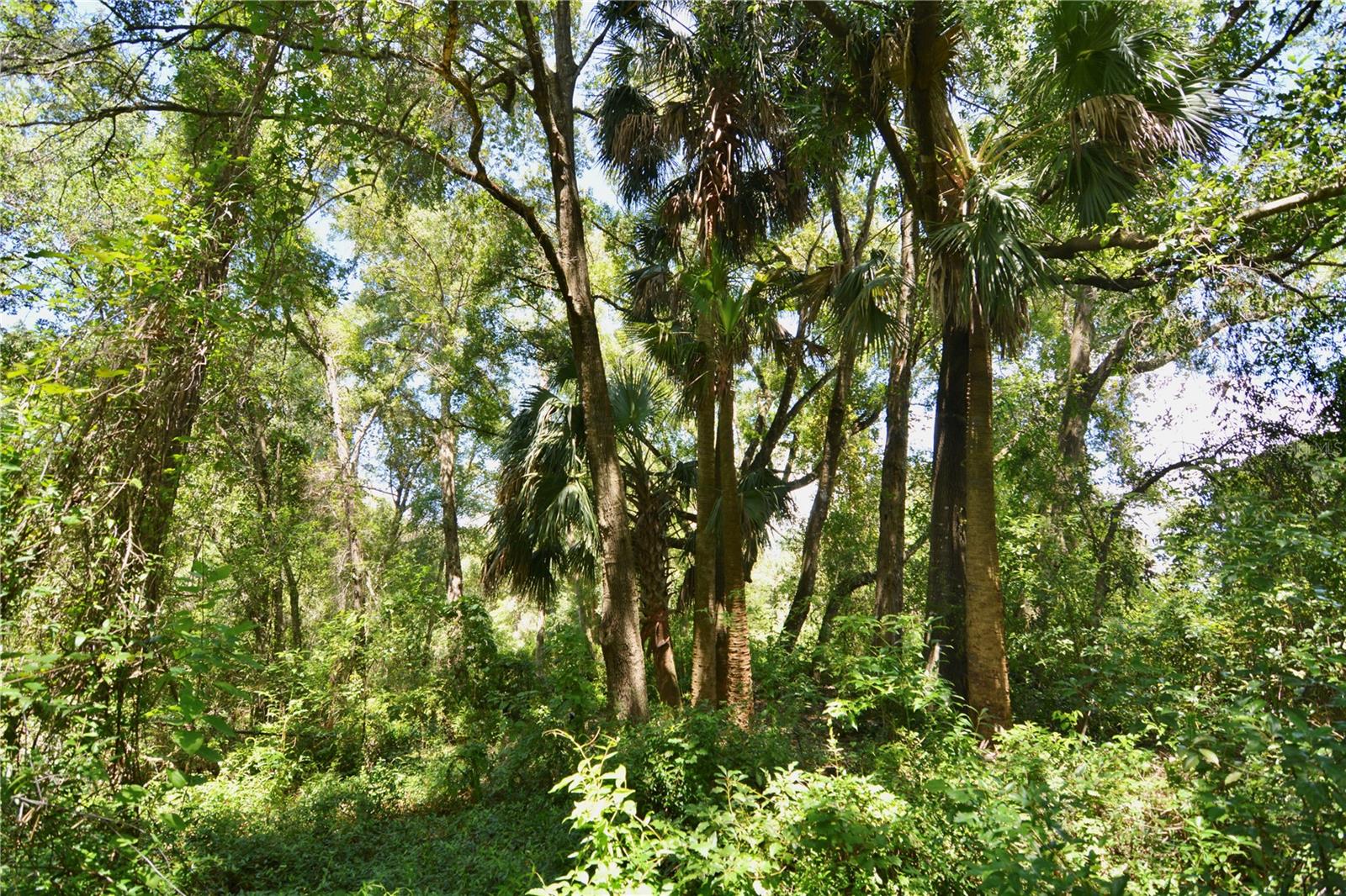 Image 18 of 29 For 12 Lots Pine Forest Circle