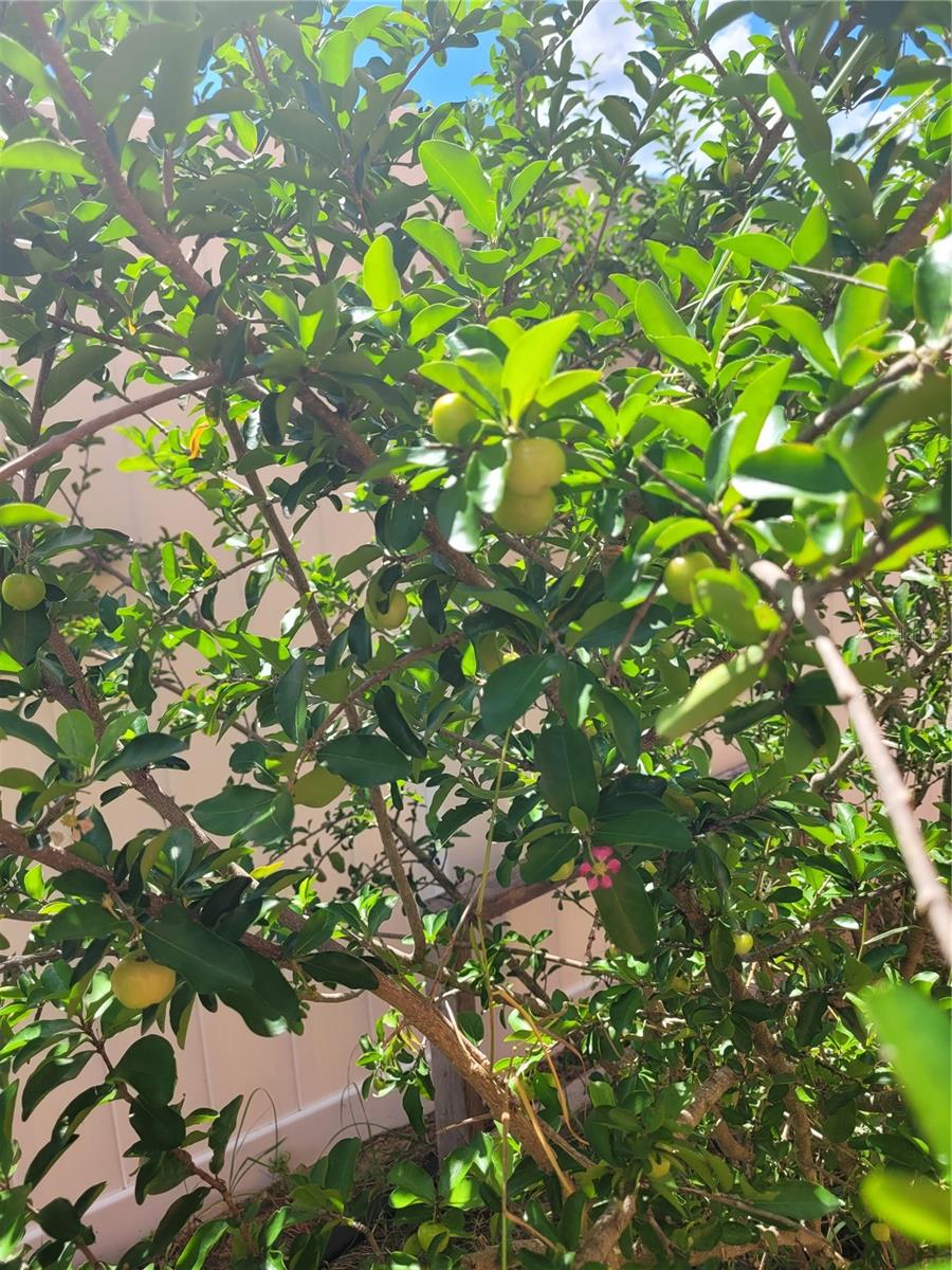 Image 51 of 69 For 2262 Pecos Court