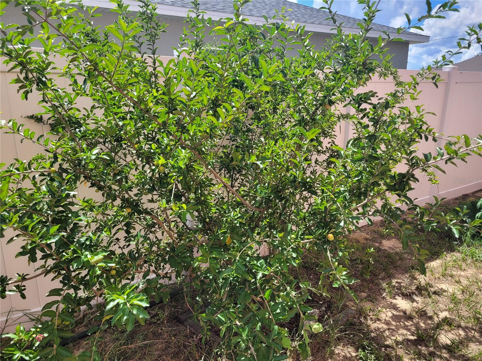 Image 52 of 69 For 2262 Pecos Court