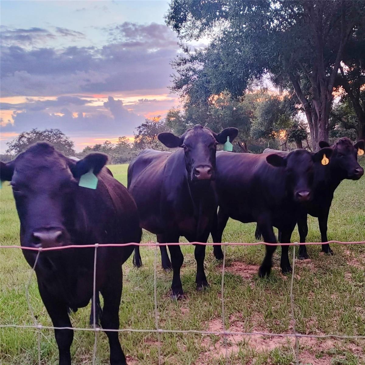 Image 64 of 69 For 17355 260th Avenue Road