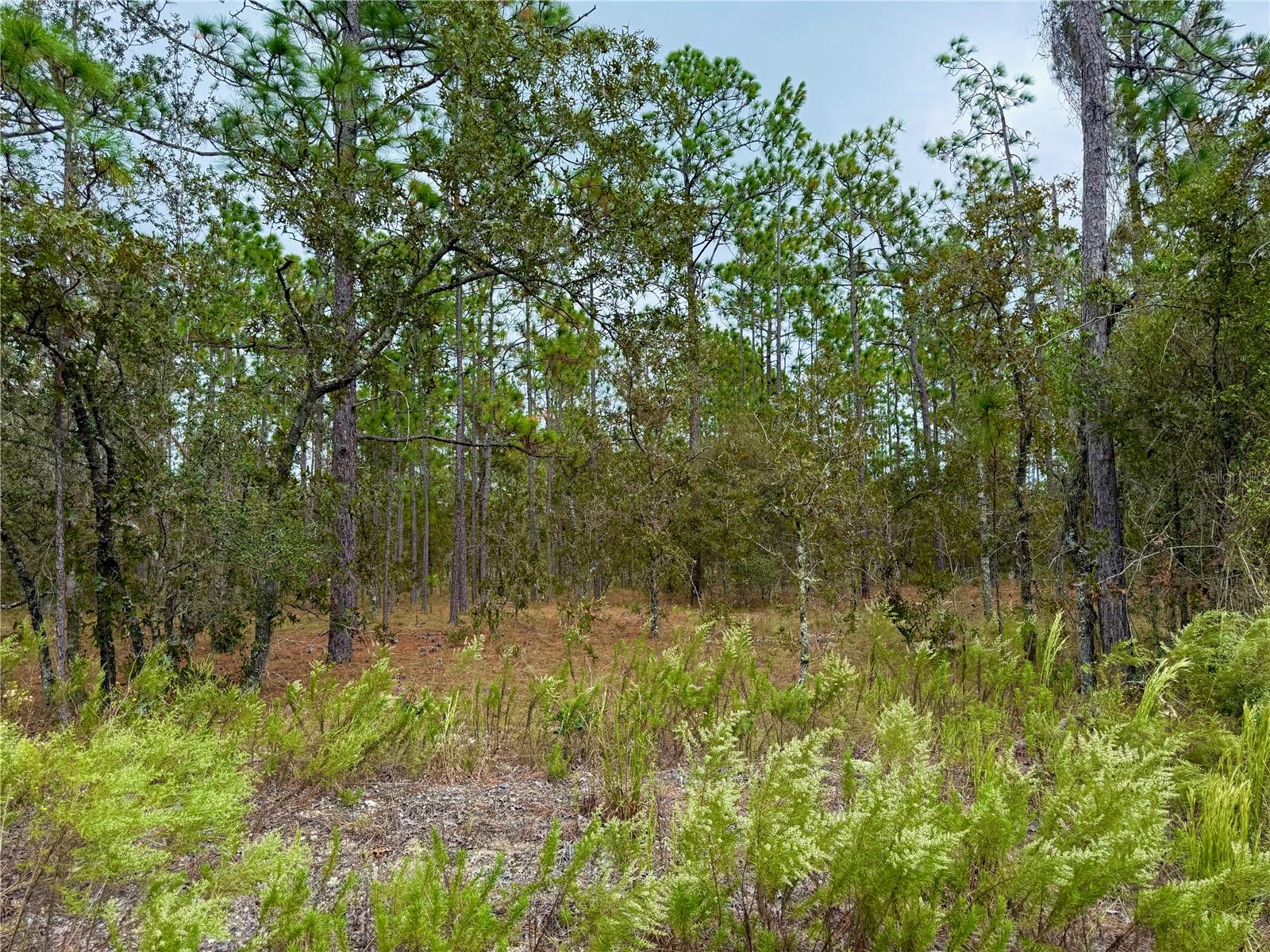 Image 12 of 20 For 0 Alvarez Road