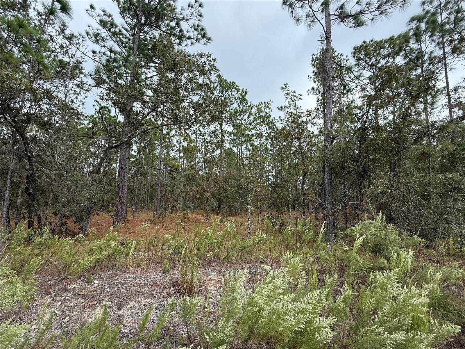 Image 17 of 20 For 0 Alvarez Road