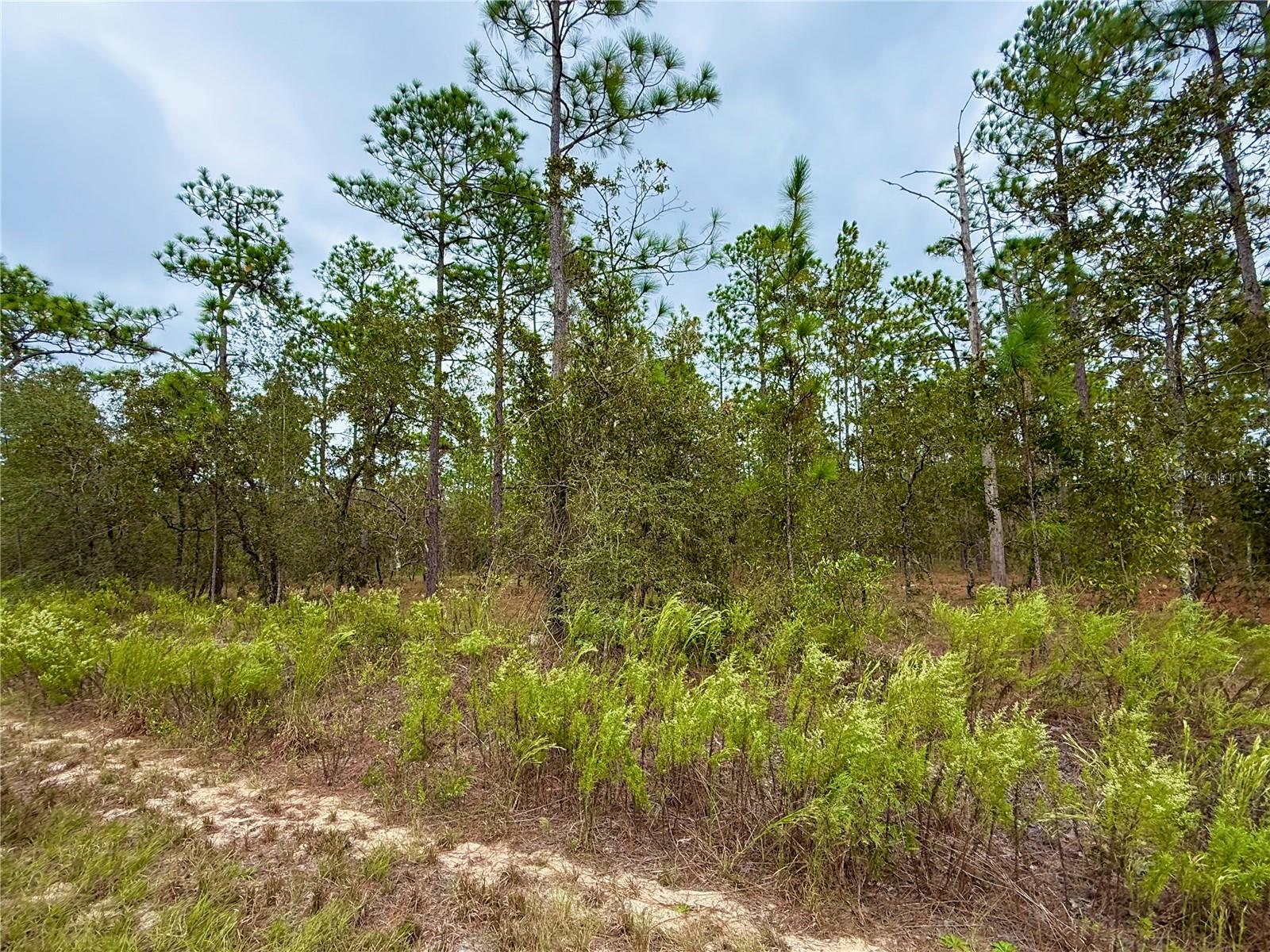 Image 18 of 20 For 0 Alvarez Road