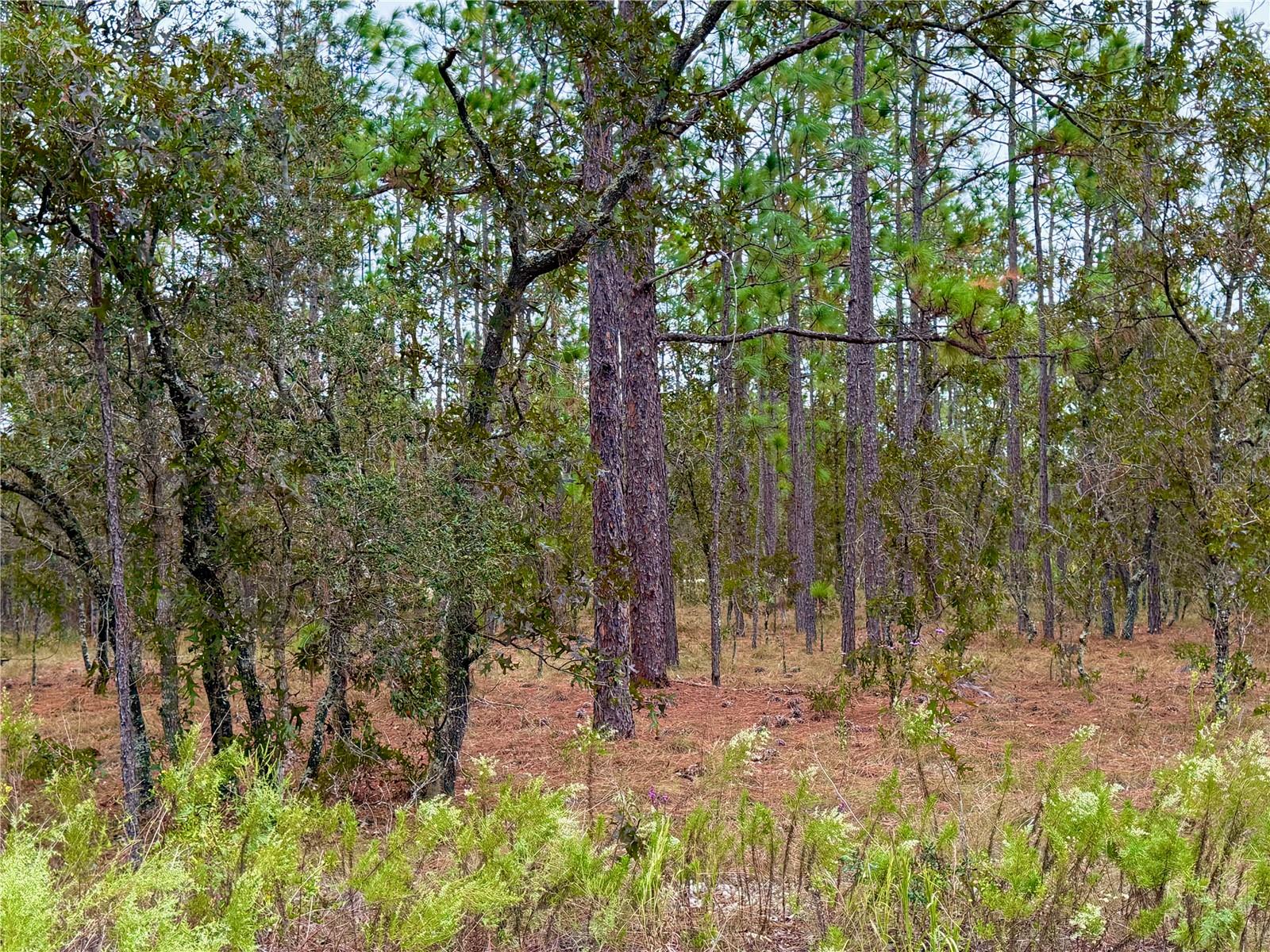 Image 19 of 20 For 0 Alvarez Road