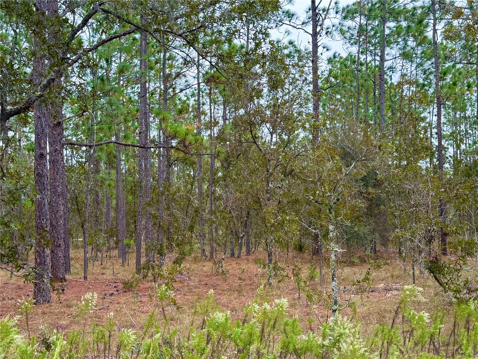 Image 20 of 20 For 0 Alvarez Road