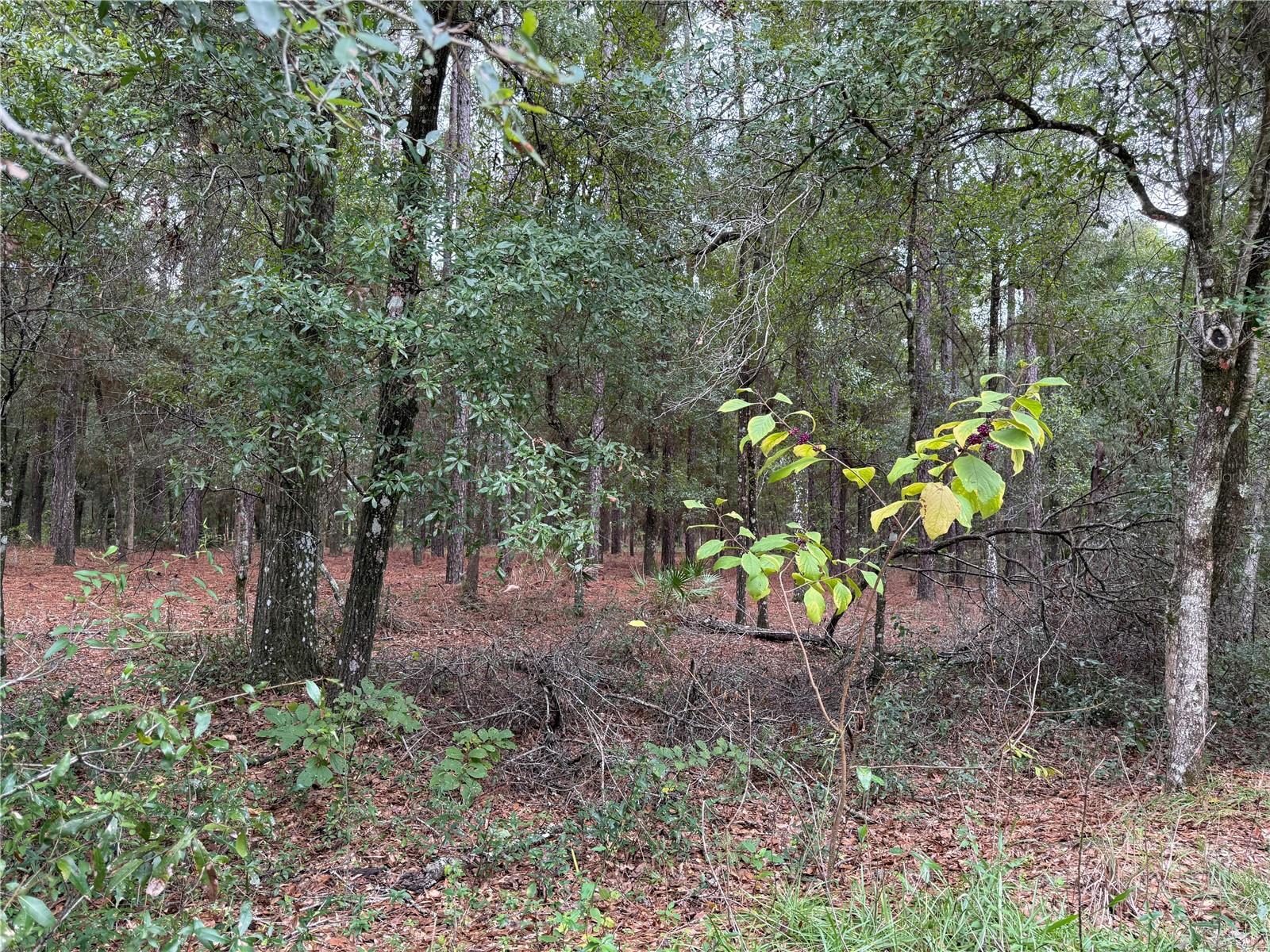 Details for Tbd 185th Circle, DUNNELLON, FL 34432