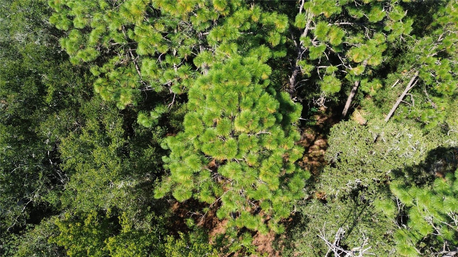 Image 11 of 14 For 12313 Elf Point