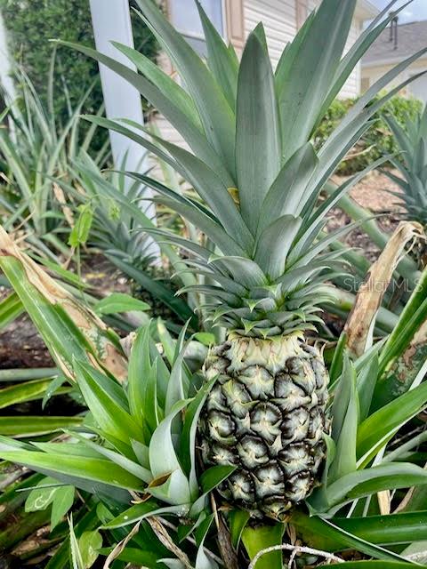 Image 41 of 45 For 17694 Se 84th Peyton Court