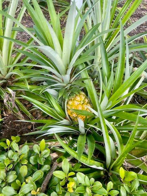 Image 44 of 45 For 17694 Se 84th Peyton Court