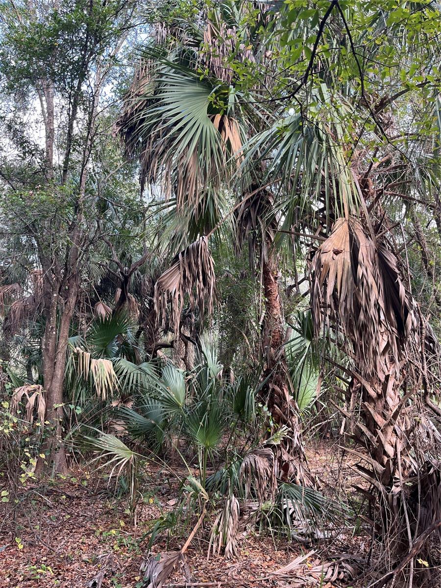 Image 13 of 17 For 11403 Lisette Path