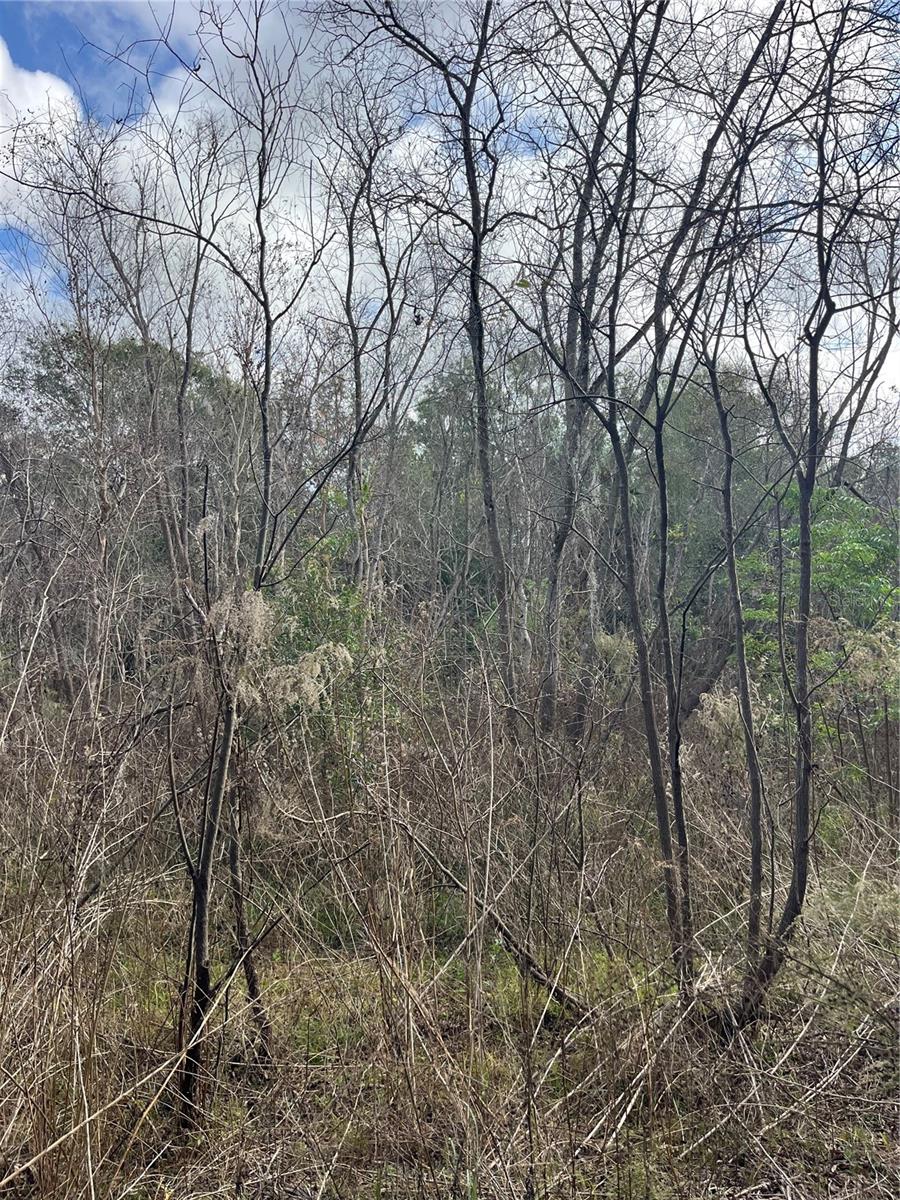 Image 14 of 17 For 11403 Lisette Path