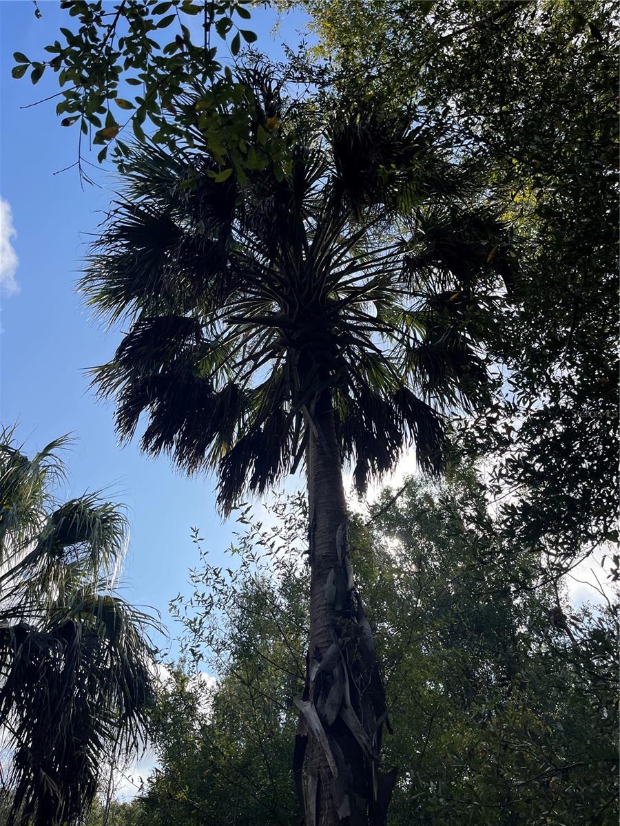 Image 17 of 17 For 11403 Lisette Path