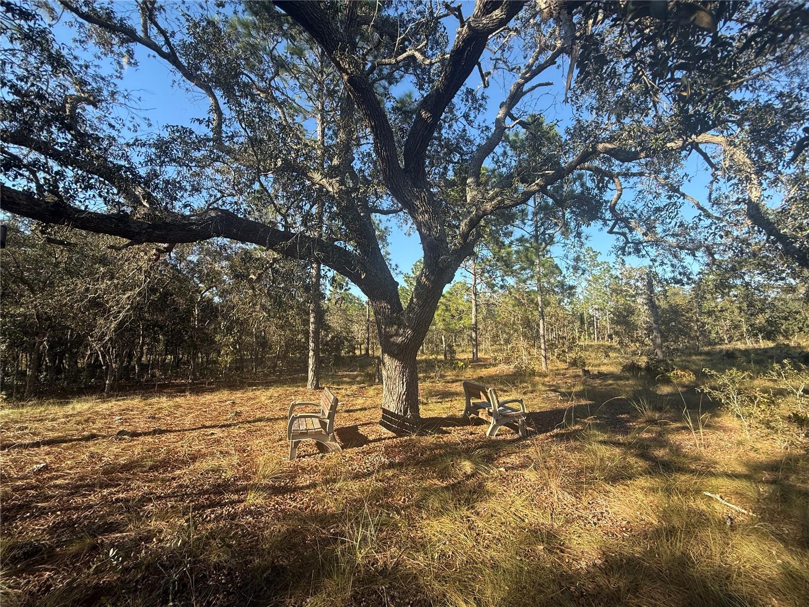 Details for 00 73rd Lane, MORRISTON, FL 32668