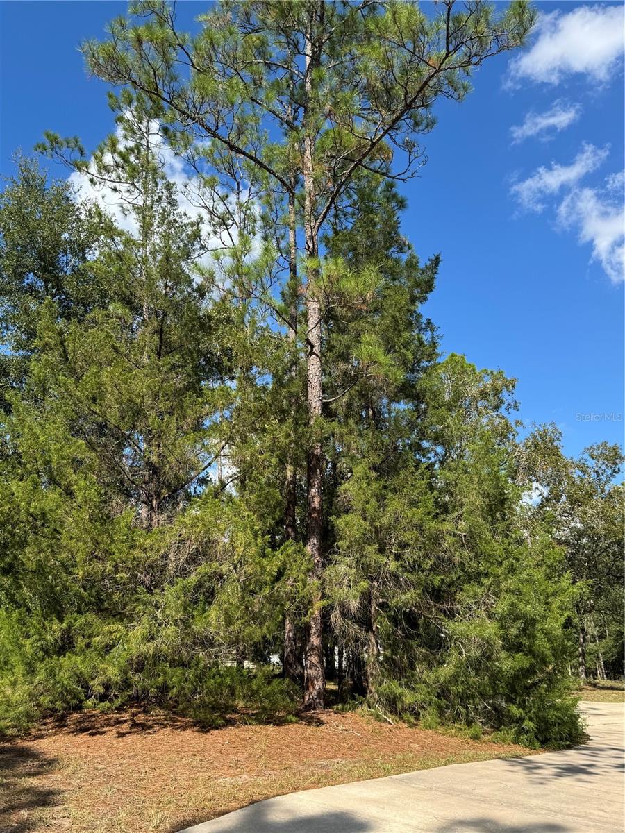 Image 6 of 52 For 21956 85th Loop