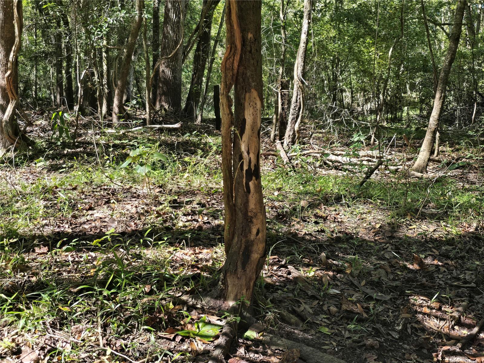 Image 30 of 30 For  Us 301