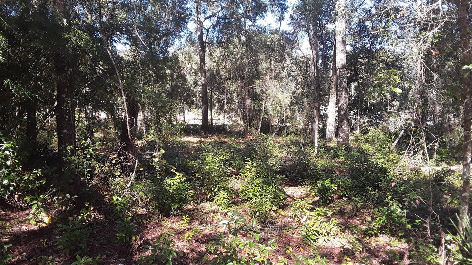 Listing Details for Lot 33 Neptune Boulevard, DUNNELLON, FL 34431