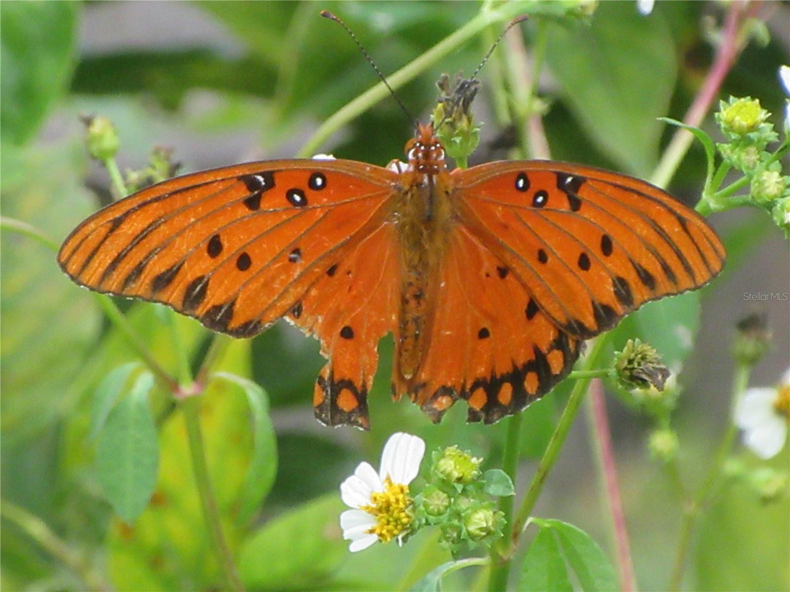 Image 17 of 77 For 5515 182nd Terrace