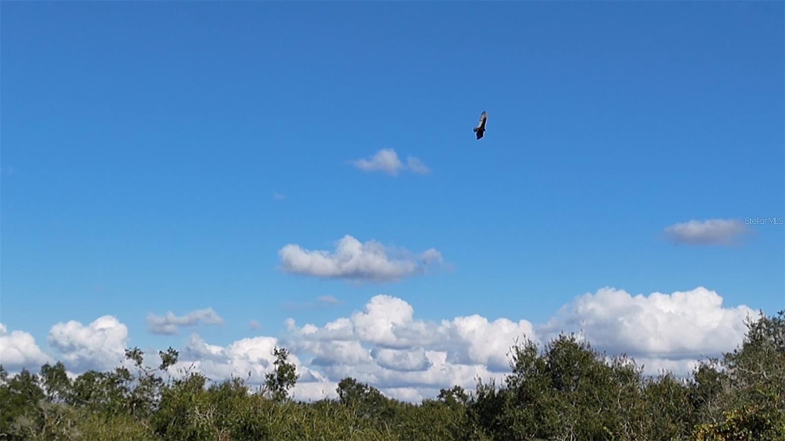 Image 14 of 17 For 8735 Cr 631a