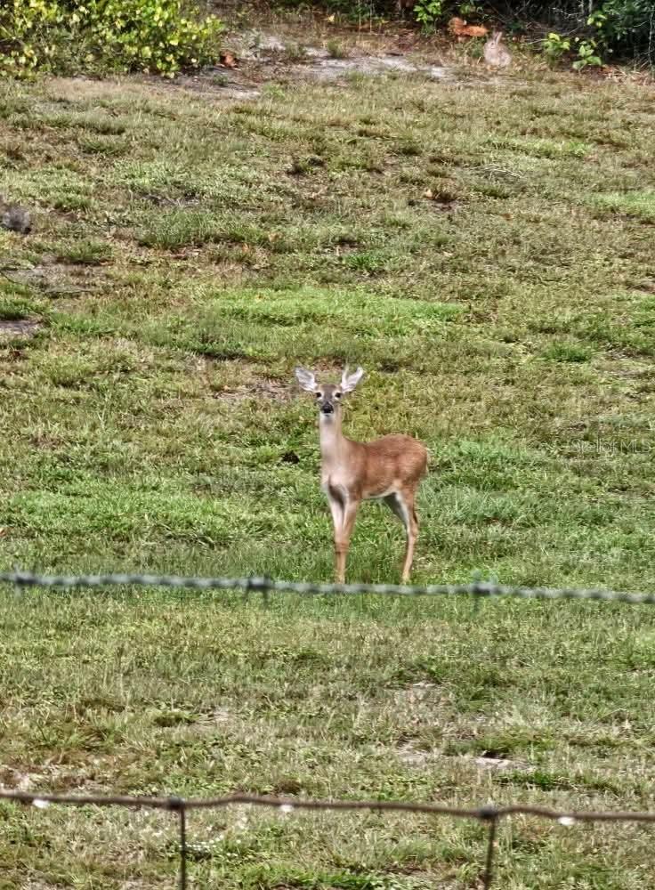 Image 16 of 17 For 8735 Cr 631a