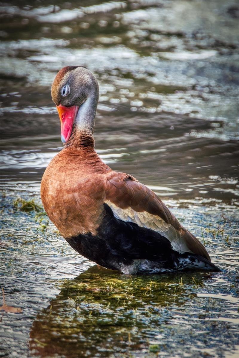 Image 46 of 53 For 695 Midway Drive A