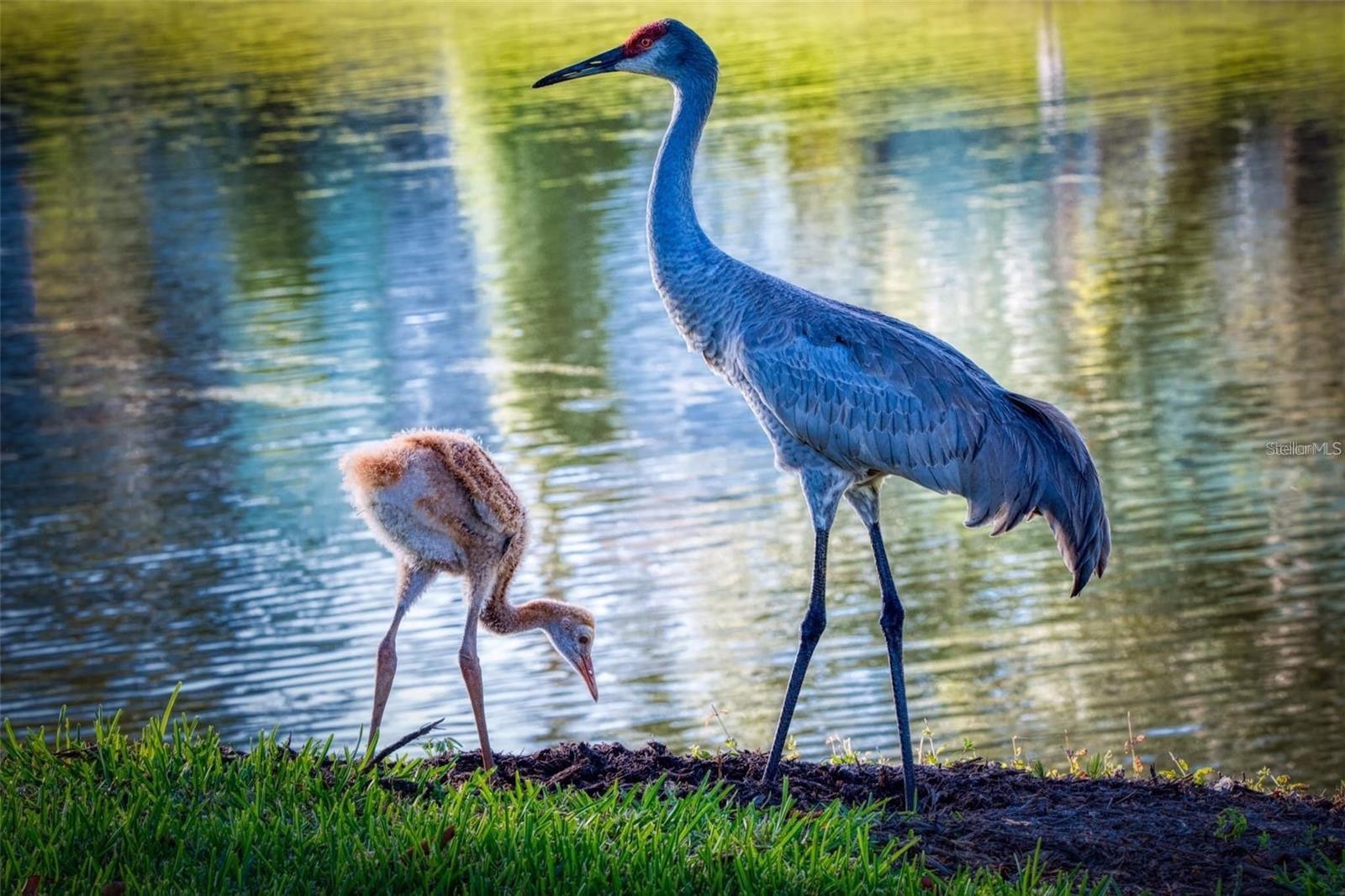 Image 47 of 53 For 695 Midway Drive A