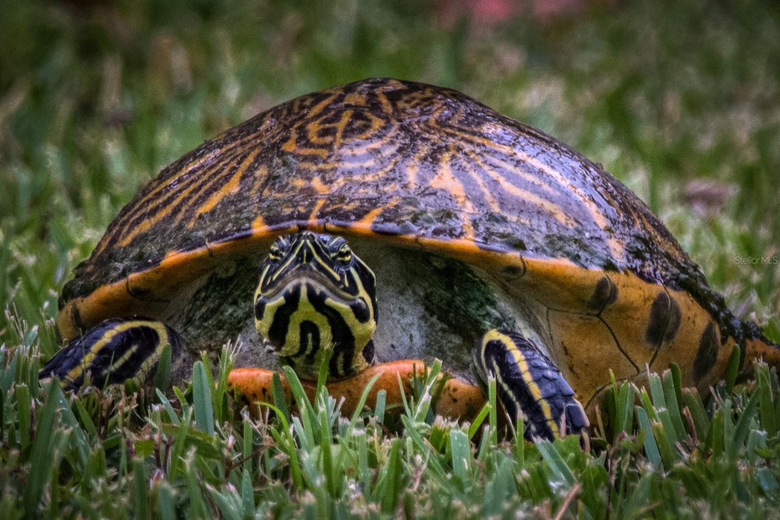 Image 49 of 53 For 695 Midway Drive A