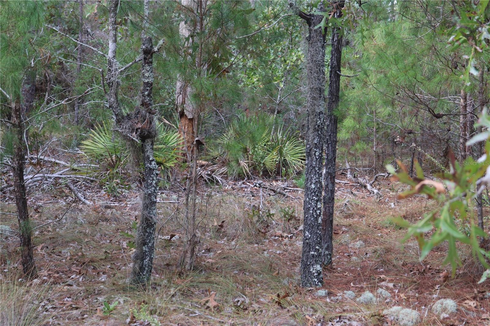 Image 4 of 13 For 9478 Timber Creek Terrace